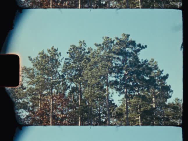 Heavy wind blows the tall trees