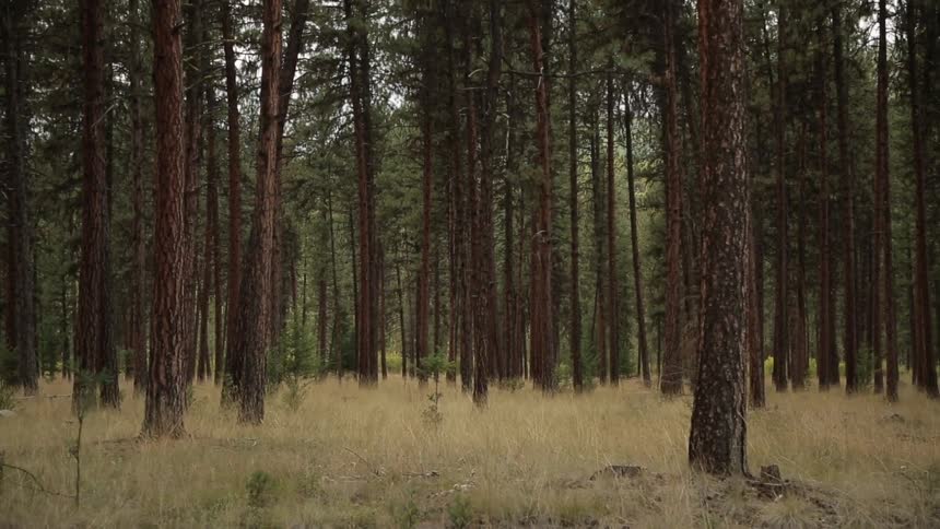 Trees grow in the woods