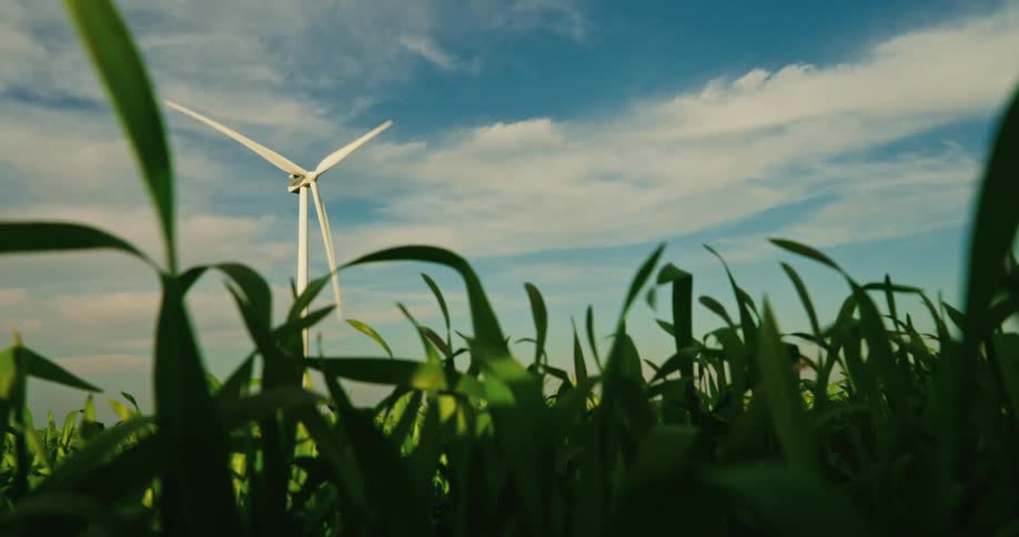 Agricultural field with green leaves in the foreground and a wind turbine in operation in the background
