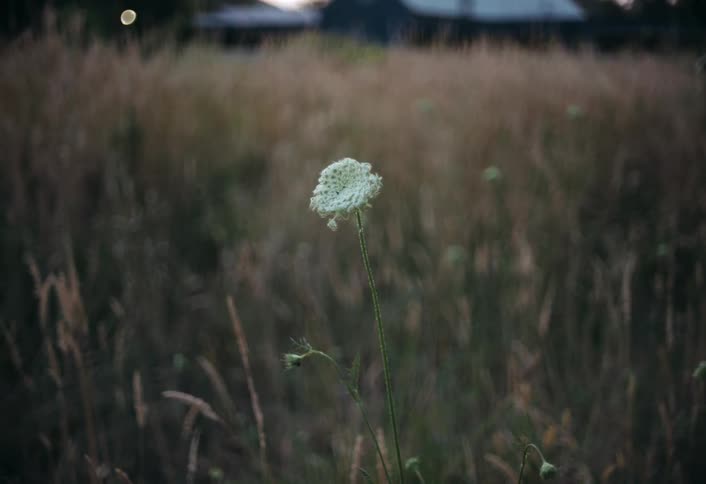 A single white flower sways gently in the breeze amid tall grass its delicate bloom standing in soft focus against a muted background creating a calm windswept scene of subtle movement