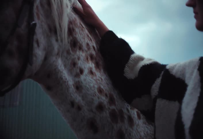 A person is petting a spotted horse