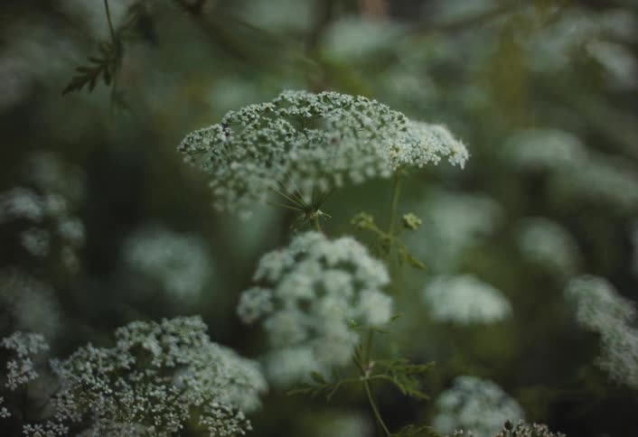 Several tiny flowers grow in a clump