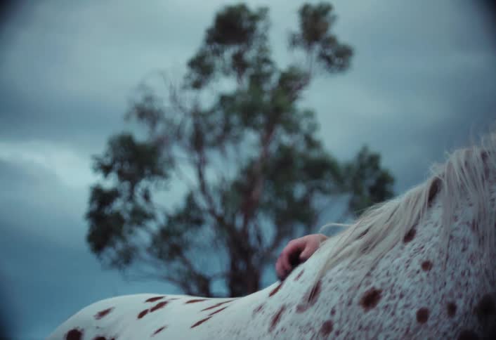 A footage of a person petting an horse