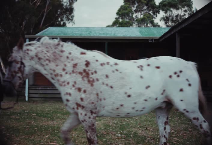 Woman leads a speckled horse past a rural home during the daytime