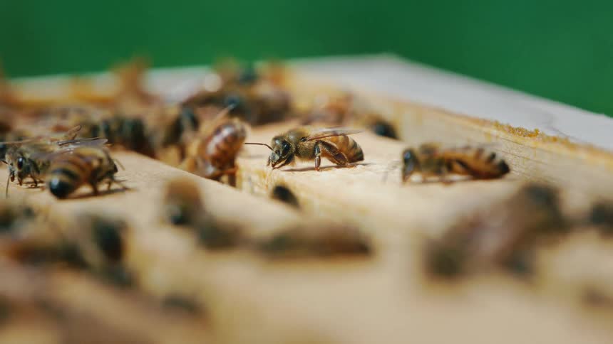 A closeup view reveals a cluster of bees busily crawling across a wooden beehive frame their delicate wings and striped bodies in sharp focus against a soft green backdrop highlighting the hives lively energy