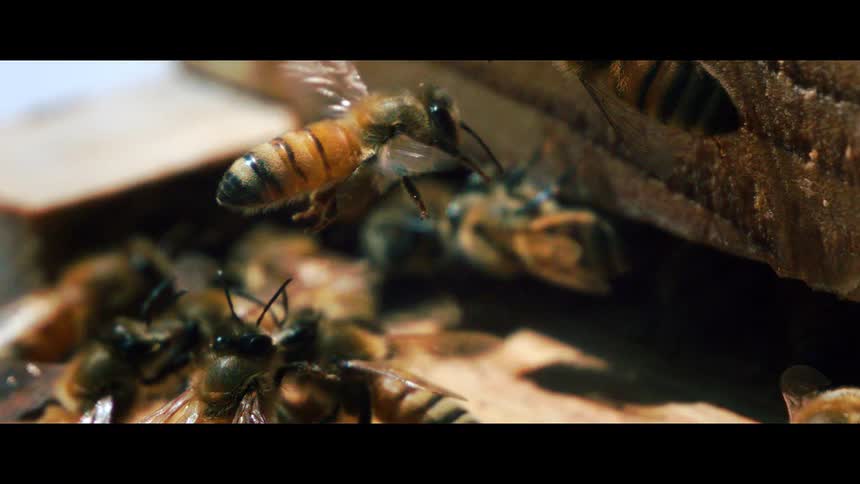 In slow motion a honeybee hovers at the hive entrance preparing to land among other bees clustered around the opening capturing each wingbeat in crisp detail