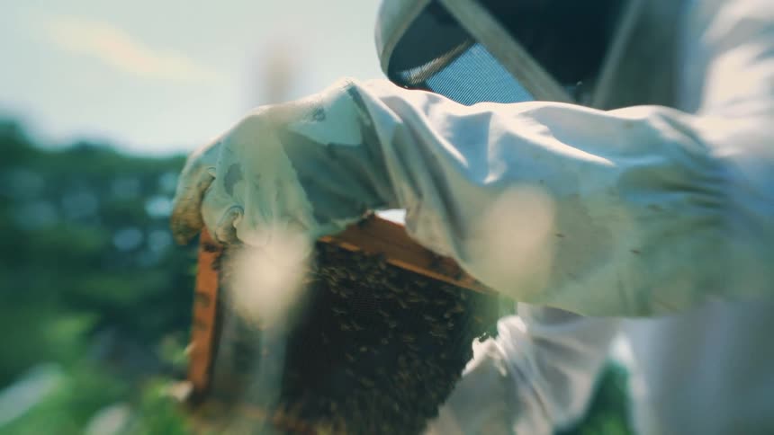 In a bright outdoor setting a beekeeper in a protective suit holds a wooden hive frame with bees while mesh covers their face and gloved hands grip the frame showing the active insects in detail