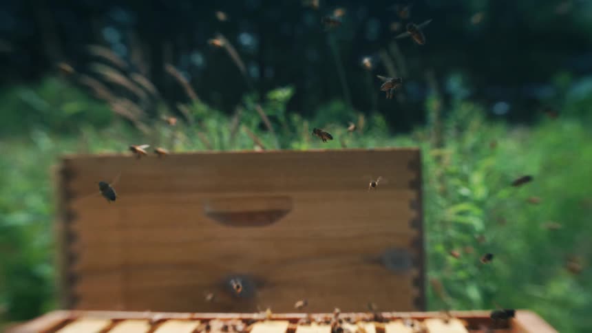 A bee swarm surrounds a wooden beehive frame while others fly low over a sunlit grass field