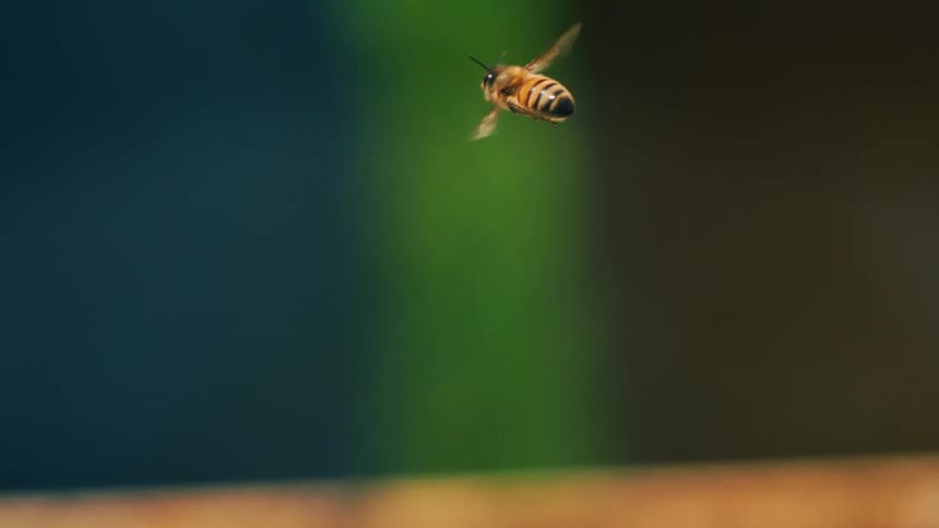 A bee flies around