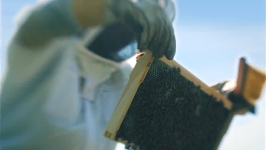 Bees fly around a beekeeper as he looks at a frame from a hive