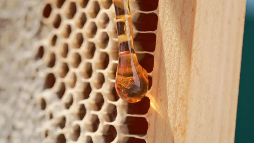 A golden droplet of honey slowly drips down the neatly patterned honeycomb highlighting its rich translucence and the empty cells around it in a warm sweet moment
