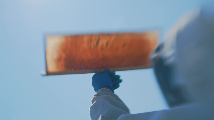 A beekeeper donning a protective white suit and blue gloves holds a frame rich with golden honeycomb and a modest gathering of bees up towards a bright clear light blue sky background and is in clear veiw