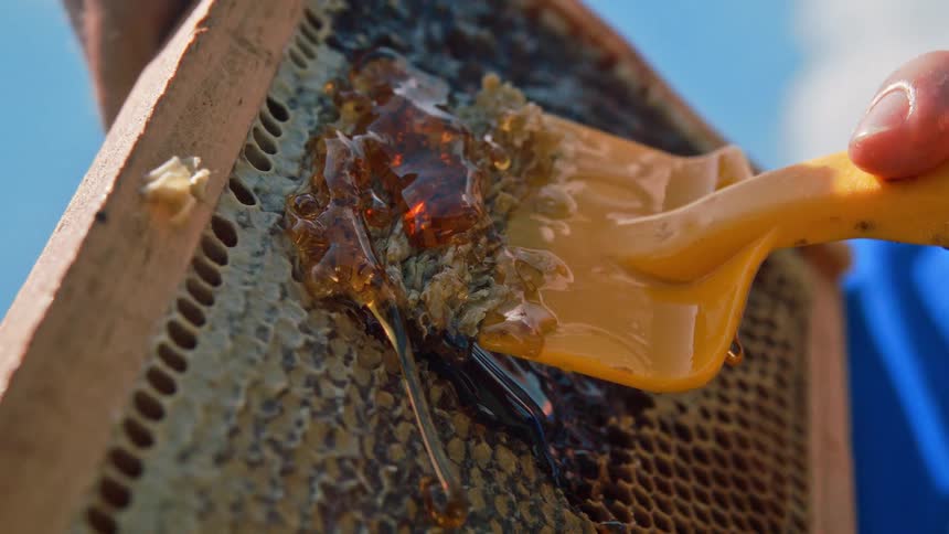 A yellow plastic tool gently removes honey from the surface of a honeycomb frame