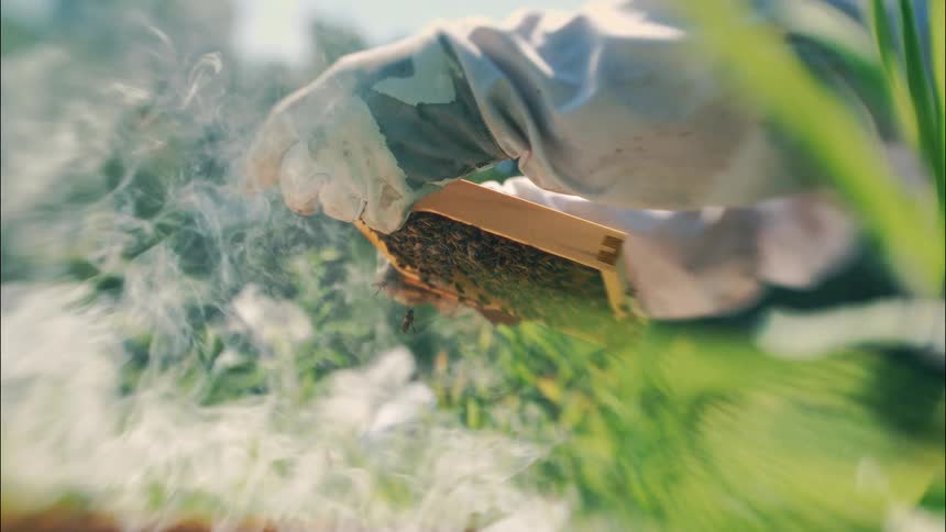 A beekeeper extracts a honeycomb frame amid daylight with smoke rising around them
