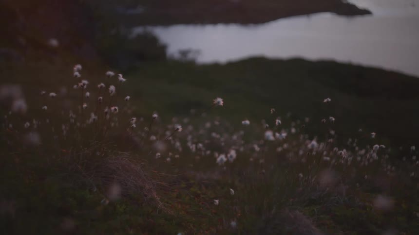 On a gently sloping hill delicate white flowers bob in the breeze their soft silhouettes set against a dim backdrop where a calm body of water and subdued tones suggest a serene twilight scene