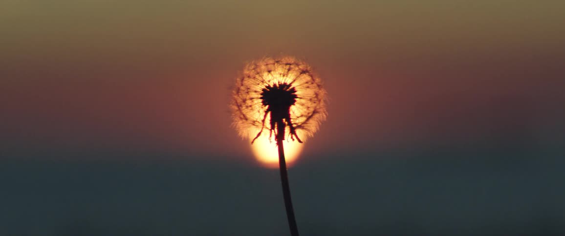 Single dandelion swaying in the breeze as sun rises in the background
