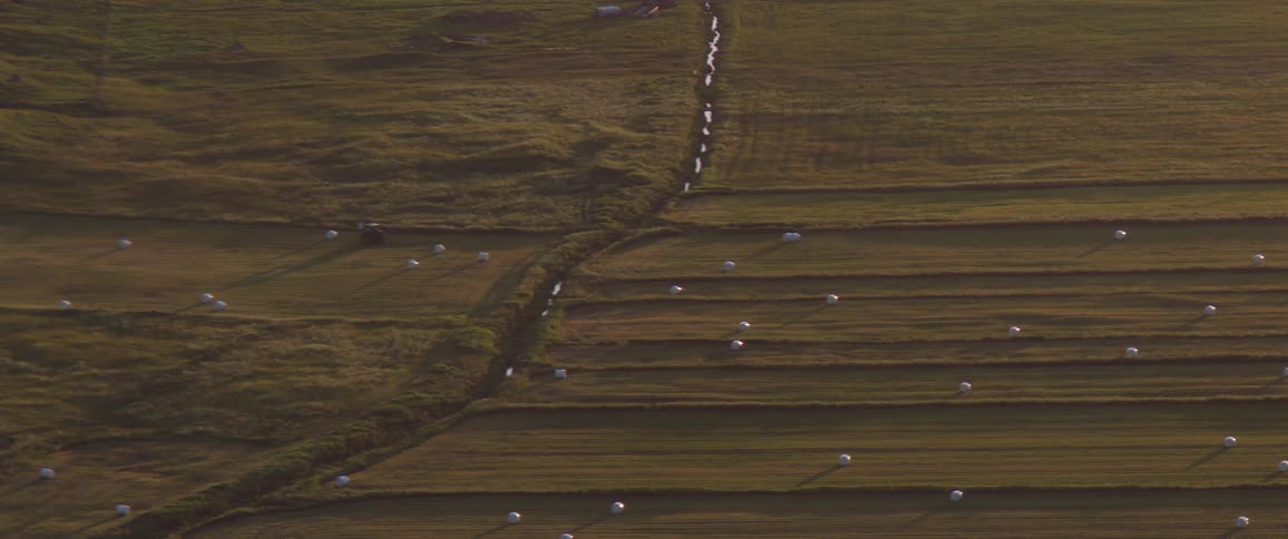 An overhead aerial shot shows a large green and brown farmland landscape where scattered cylindrical hay bales are arranged throughout multiple fields while a tractor actively moves