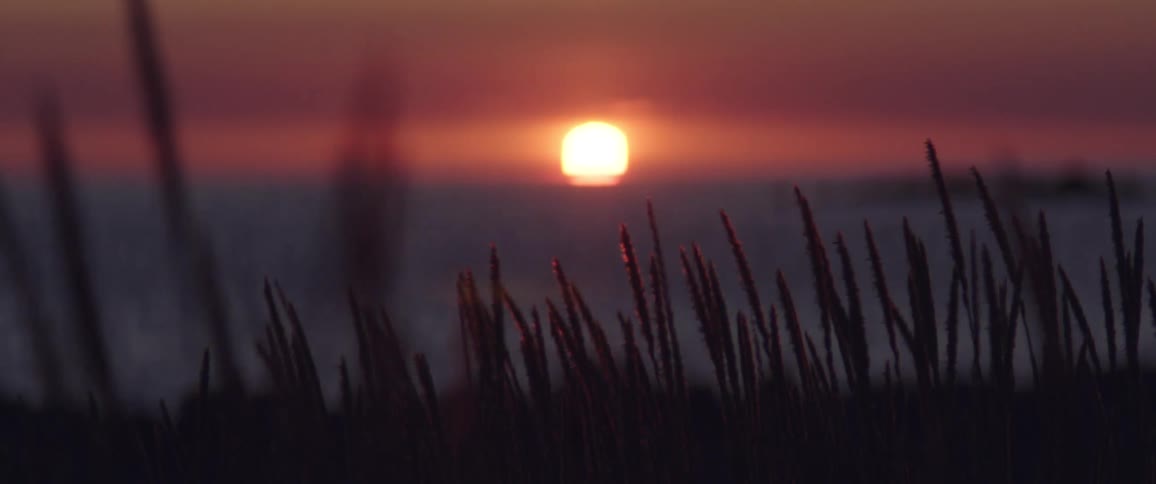 Blades of grass dance in the breeze silhouetted against the deep orange sun sinking into the horizon creating a tranquil evening scene where the softly swaying stems catch the last warm light of day