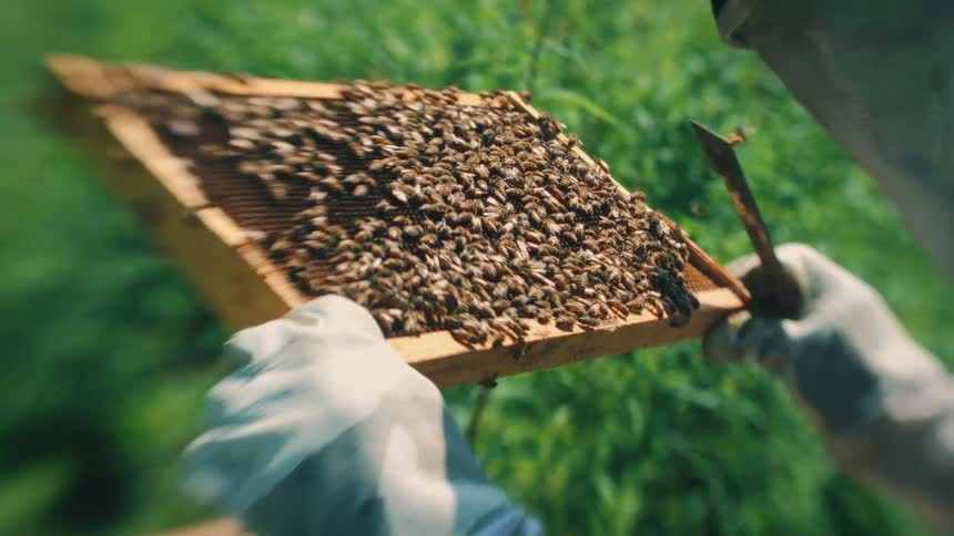 Beekeeper taking care of his bees