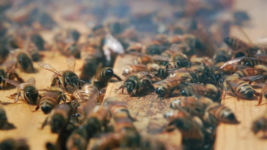 A cluster of honeybees on a wooden surface with some of the bees appearing to be fuzzy and brown and others with yellow and black stripes