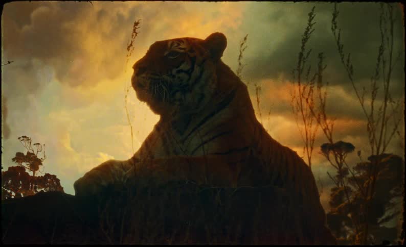 The tranquil outline of a majestic tiger resting nobly as it gazes to its side is set against a fiery twilight backdrop and is accompanied by ascending glowing embers