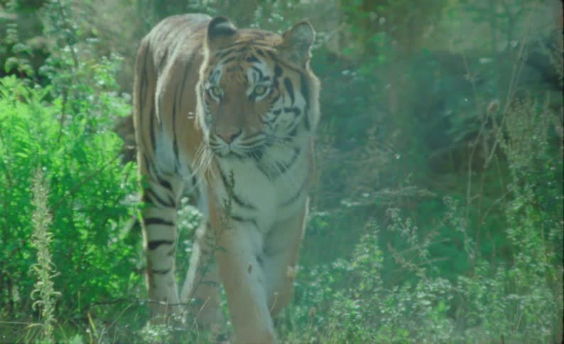A tiger steps around a bush and walks closer its orange and black stripes partially obscured by surrounding green vegetation capturing a clear view of the approaching animal as it emerges fully in frame