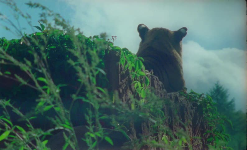 Tiger lays atop a rock in the wild shown from behind and reacts