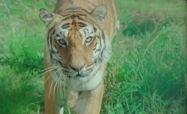 The scene begins focused on tall grasses then gracefully transitions upwards presenting a majestic bengal tiger steadily advancing across a habitat exhibiting its beautiful stripes and grand nature
