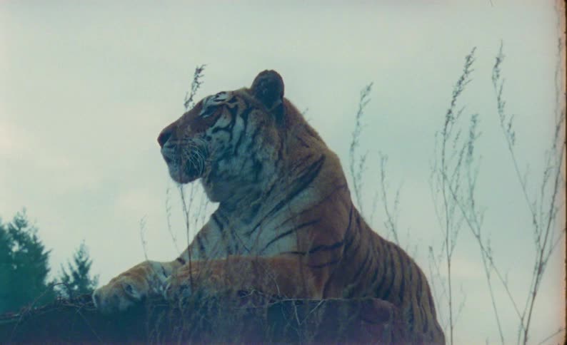 A tiger lays atop a rock