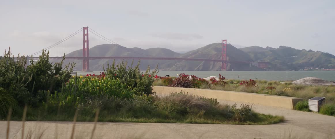The golden gate bridge spans across the bay with green hills in the background while foreground grass and plants sway in the brisk wind