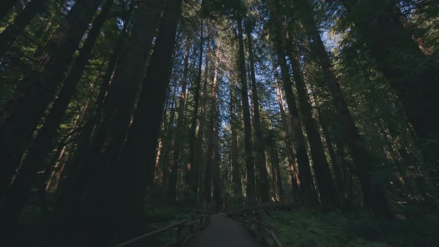 A path winding through a dense sun dappled forest of tall trees