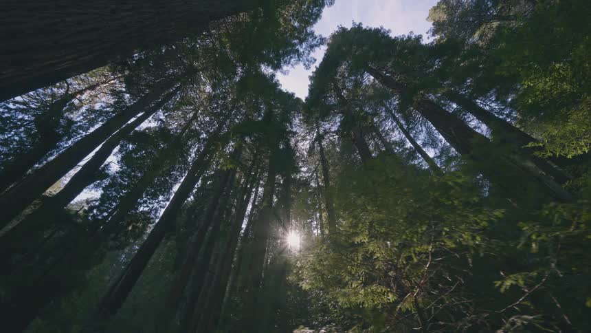 Forest full of trunks and trees seen from below