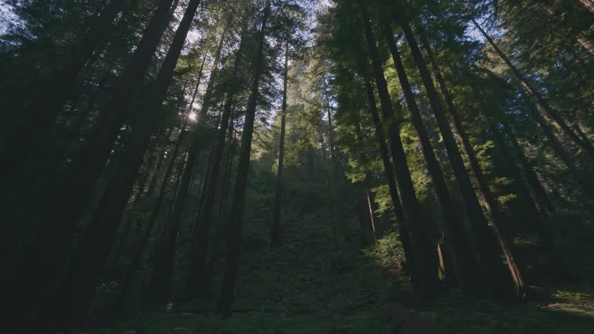 Towering redwood trees reaching upwards with sunlight filtering through the dense canopy in a forest setting