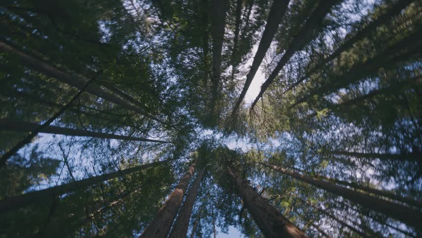 View of a forest observed from below and then you go around it