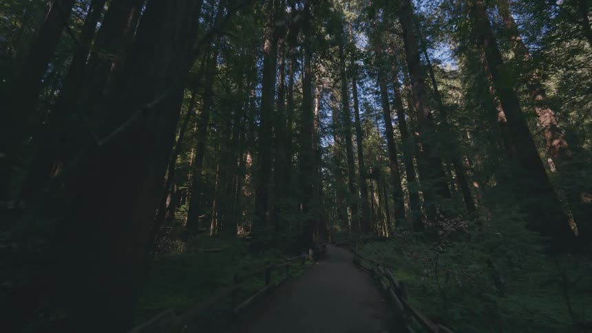 A wooden walkway winds its way through a forest