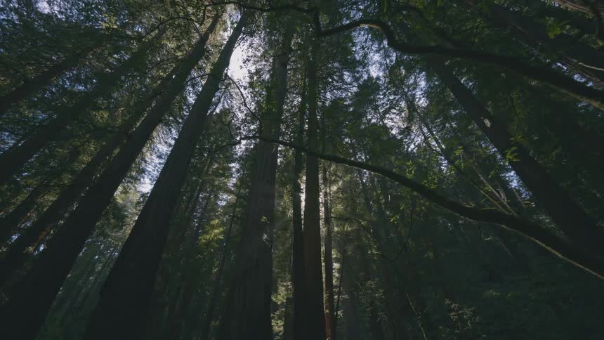 In a forest of tall trees