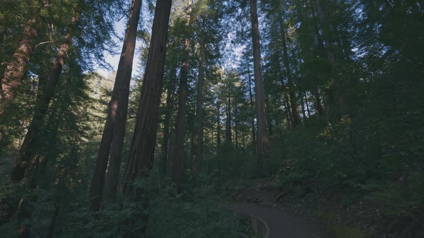 A trail runs through the woods