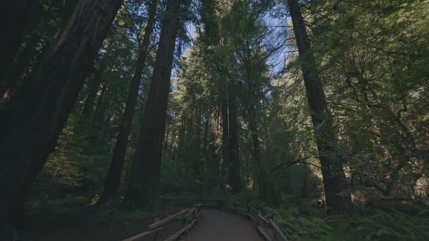 A path leads into a dense forest of tall trees