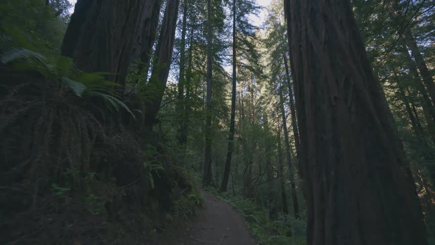 Starting with the view of the trail the perspective advances and lifts to show towering redwood trees within a dense forest setting providing an inviting sense of journey through californias giant trees