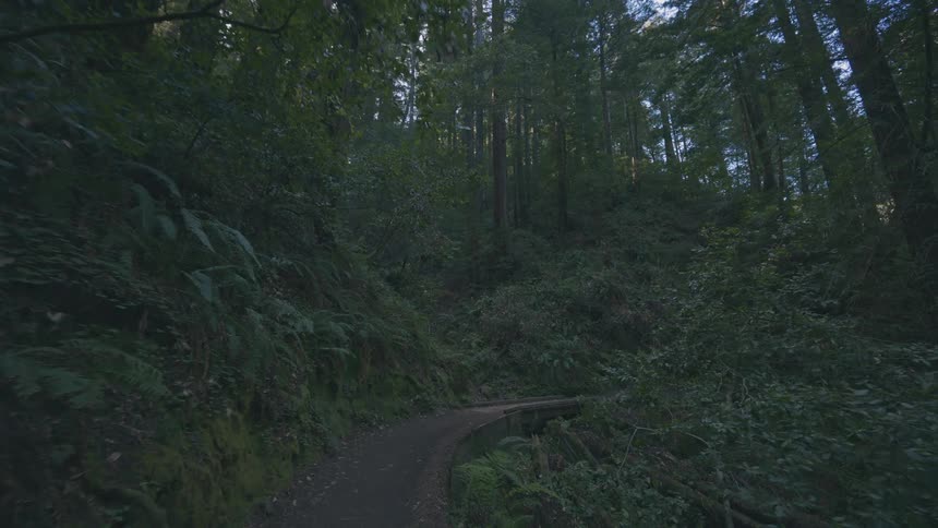 A footage of the forest