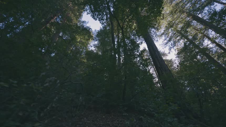 A lowangle shot looks up at tall trees against a bright sky in a dense forest