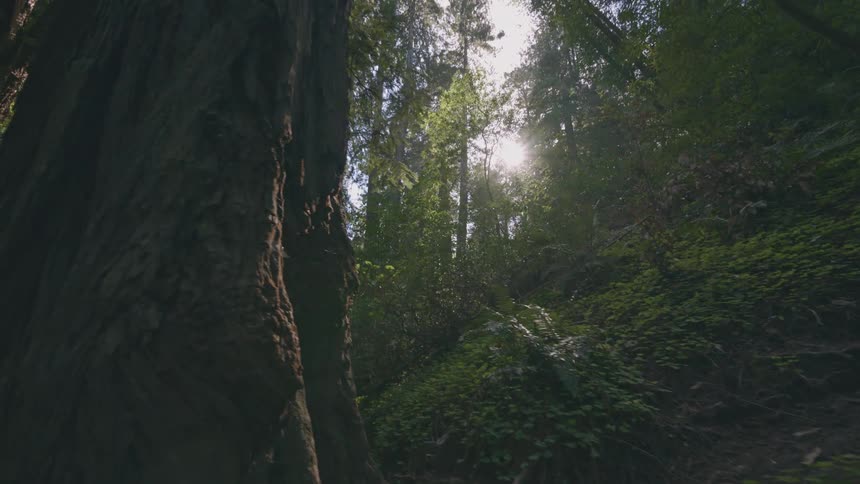 Sunlight filters through the canopy of trees in a forest