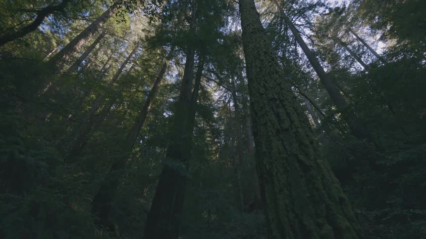 Very tall trees fill the forest