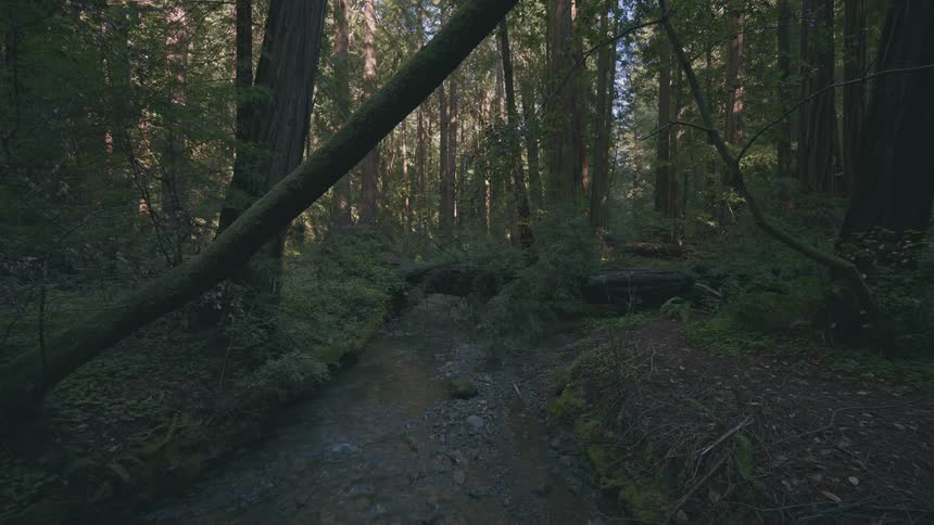 A footage of the woods