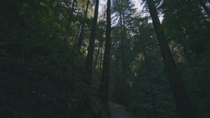 Trail in a dense forest