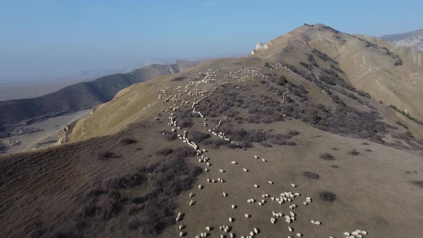 An aerial view of a herd of sheep scattered across a barren rocky mountain ridge forming a long winding line