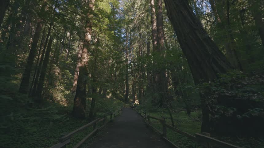 A paved path winds through a redwood forest where towering trees reach towards the sky