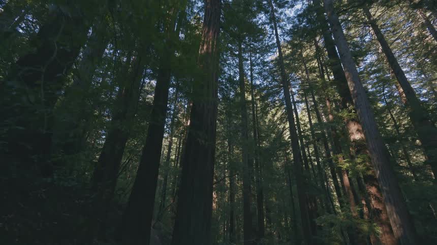 A view from a hiking trail looks up at towering trees in a dense forest with sunlight filtering through the canopy