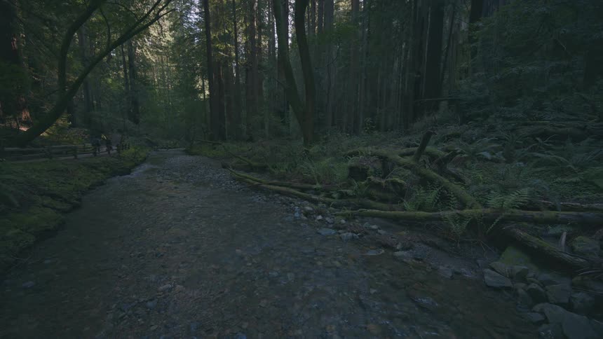 A river flows through a forest