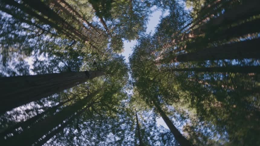 The towering redwood trees reaching upwards towards a patch of bright sky creating a sense of scale and awe